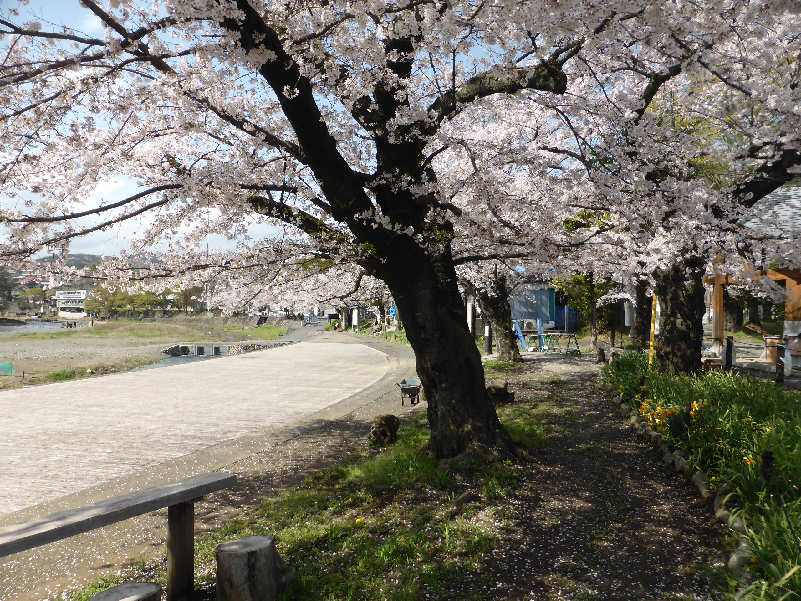 飯能河原の桜